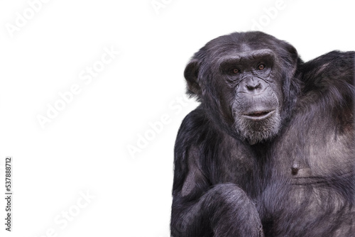 Chimpanzee isolate on white. Male chimpanzee on a white isolated background.