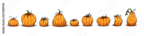 Set of pumpkins, different types of Cartoon pumpkins. halloween, fall harvest gourds. Pumpkins, squash and leaves vector symbols illustrations. Autumn thanksgiving and halloween pumpkins collection