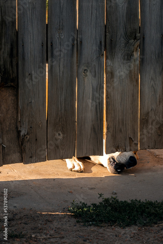 Funny angry dog pose fence © Aleksei