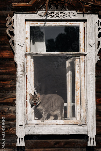 Screaming cat in the window © Aleksei