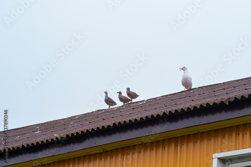 seagull and her chicks on the roof of a wooden house