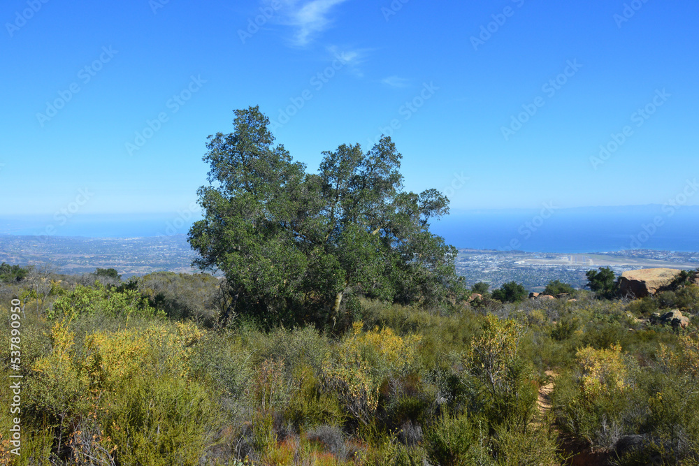 View of Pacific Ocean from Santa Ynez Mountains, Los Padres National Forest