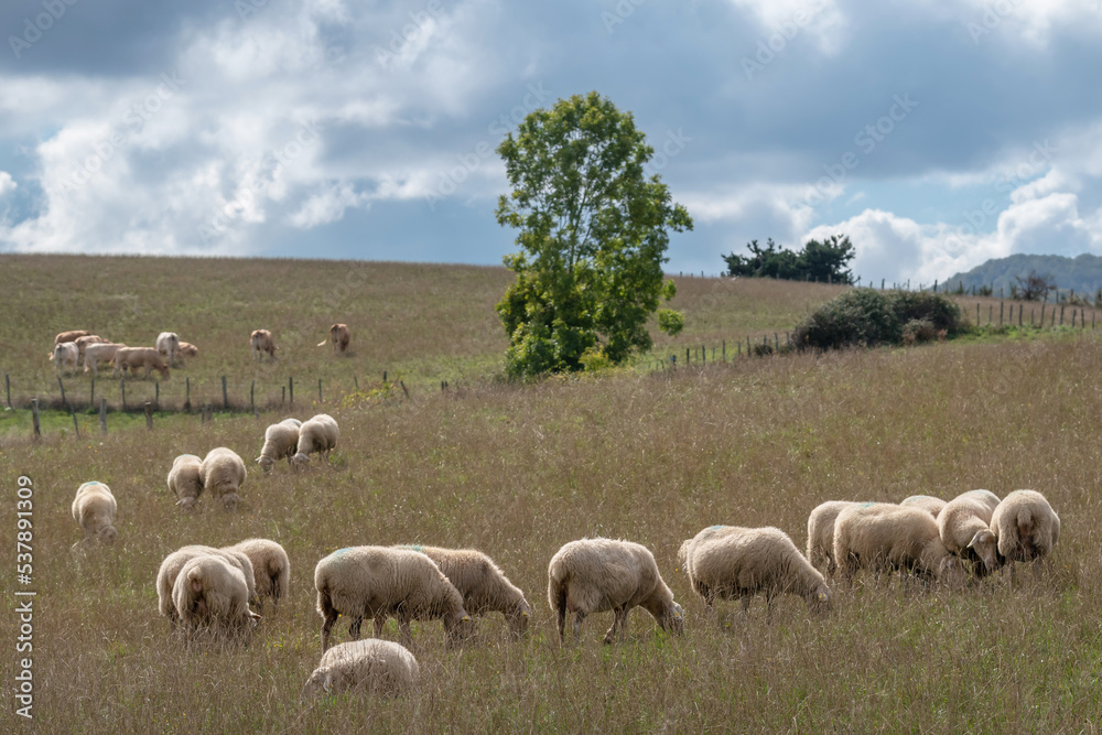 Obraz premium Cattle digging in the autumn pasture. Aezkoa Valley. Pyrenees