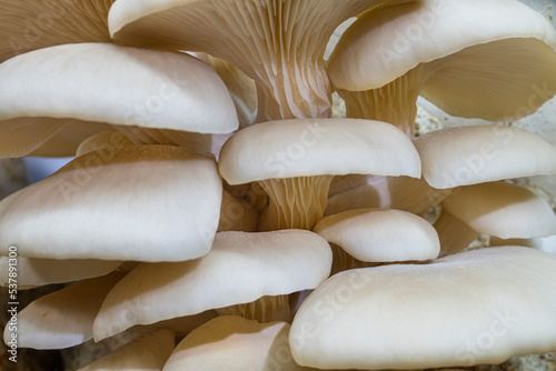 White oyster mushrooms growing in substrate