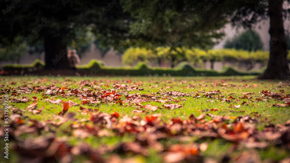 Suelo de césped con hojas durante el otoño en un parque urbano - obrazy, fototapety, plakaty 
