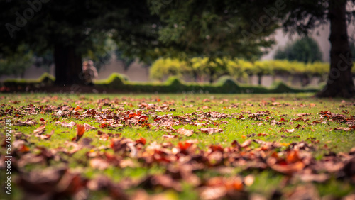 Suelo de césped con hojas durante el otoño en un parque urbano photo