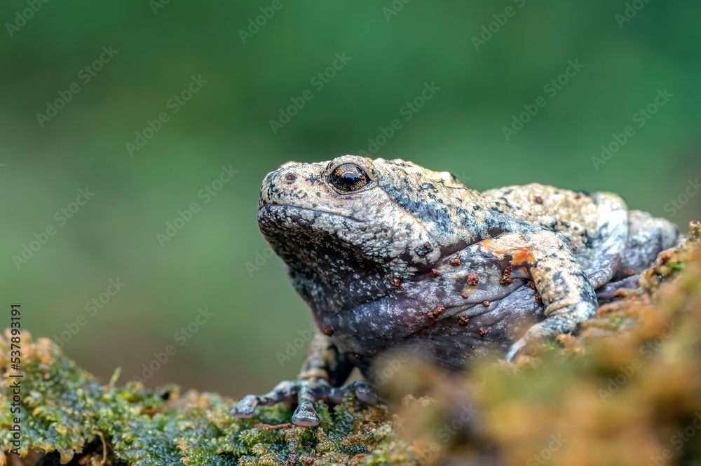 Obraz premium The smooth-fingered narrow-mouthed frog ( kaloula baleata ) in the moss