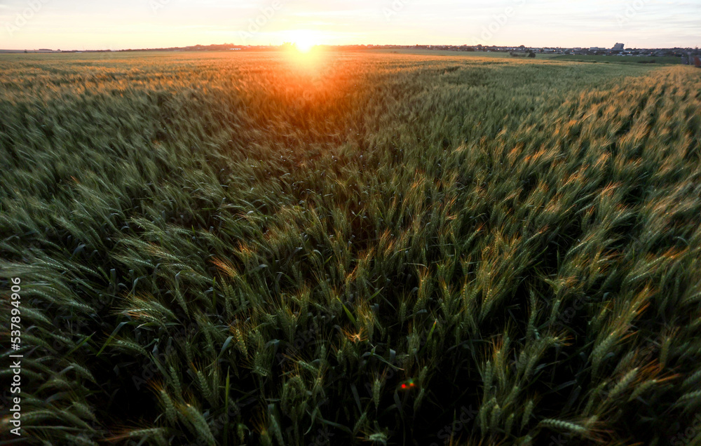 Plantação de trigo em desenvolvimento em propriedade rural, em Campo ...