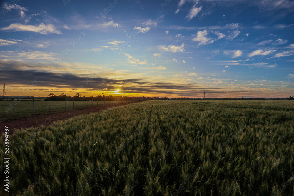 Plantação de trigo em desenvolvimento em propriedade rural, em Campo ...