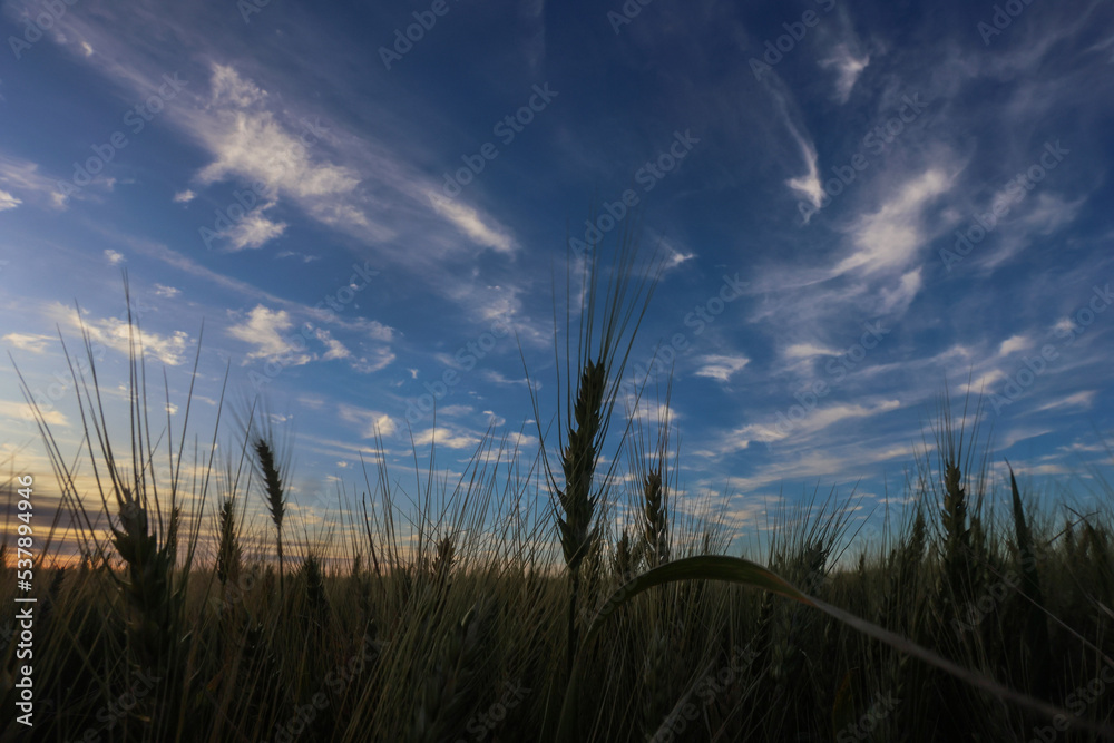 Plantação de trigo em desenvolvimento em propriedade rural, em Campo ...