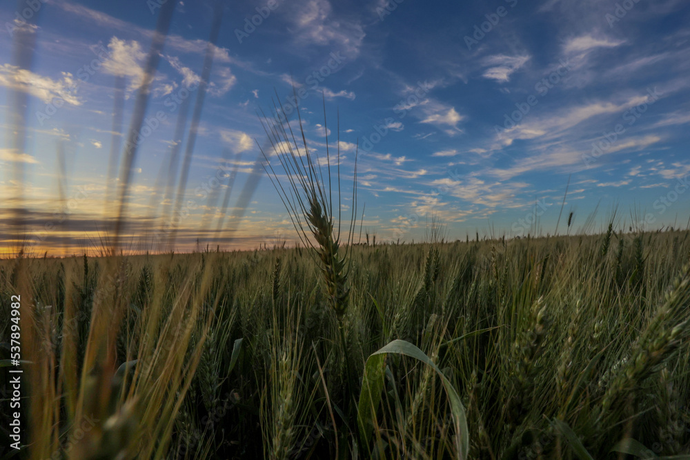 Foto de Plantação de trigo em desenvolvimento em propriedade rural, em ...
