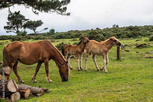 Wild horses eating grass at San Andres de Teixido in Galicia  Spain.