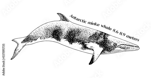 Hand drawn Antarctic Minke Whale