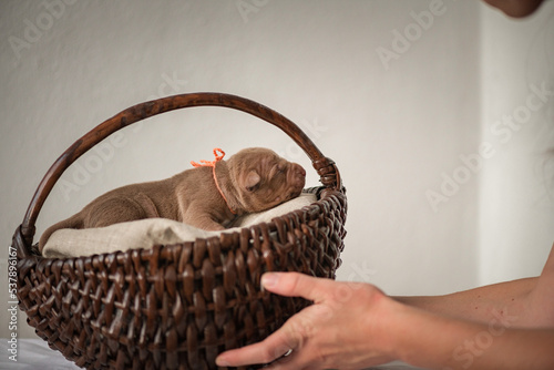 A brood of small purebred American Pit Bull Terrier puppies in a close-up studio.