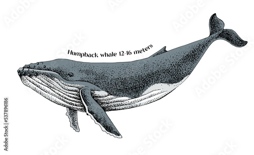 Vector hand drawn illustration of humpback whale.