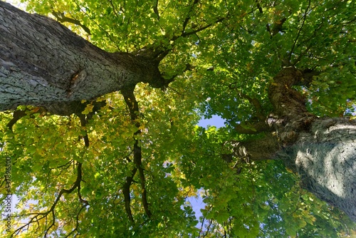 Undershot of tree tops with green leaves of chestnut trees in summer with blue sky photo