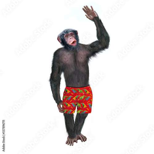 chimpanz    attitude  mouvement  gesticule  tropique  en short rouge  habill    debout  singe  expression  mammif  re  jardin zoologique  illustration  animal  fourrure  bonobo  nature  sauvage  faune  d