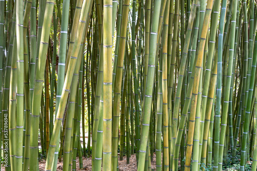 Close-up on bamboo plantation