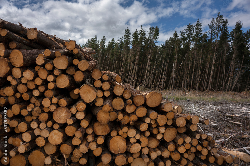 Forestry on the Irish peatlands is quite common, in north-west Ireland you see many spruce forests.