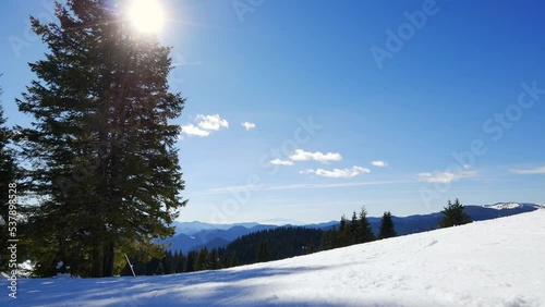 Panorama of mountain ridges. Macedonian Pine (Pinus peuce) grow at Rhodopi Mountains. Pamporovo winter resort peak in Bulgaria. Panoramic view over snow covered slope with saplings conifer pine tree
 photo