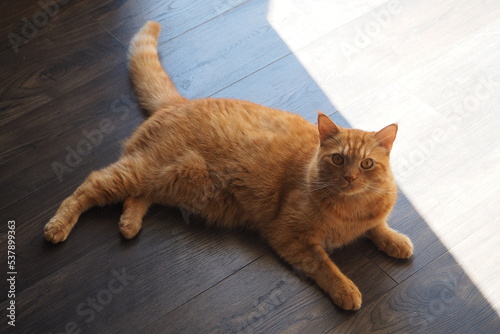 Leżący rudy kot na drewnianej podłodze photo