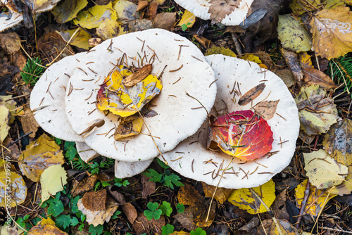 Mushrooms of Leucopaxillus giganteus in the Olterudelva Valley, Toten, Norway, at autumn.