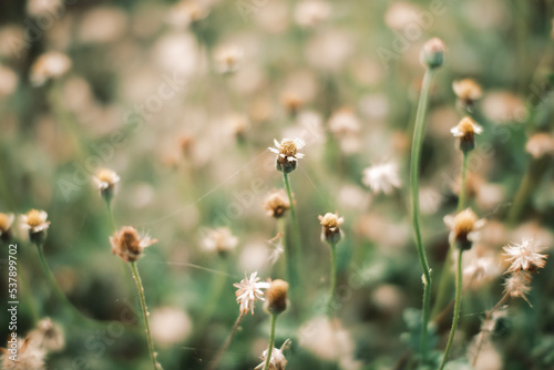 flowers in the grass