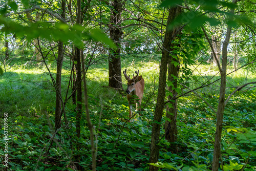 Young Buck Deer Feeding On Summer Leaves