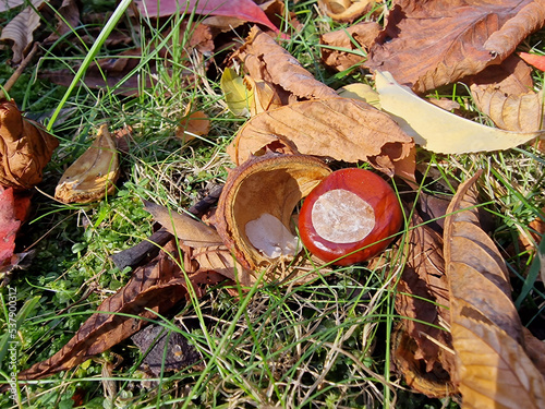 Autumn has come, ripe chestnuts smash and lie in disorder on the lawn, on a damp morning near Paku Julianowski in Łódź.