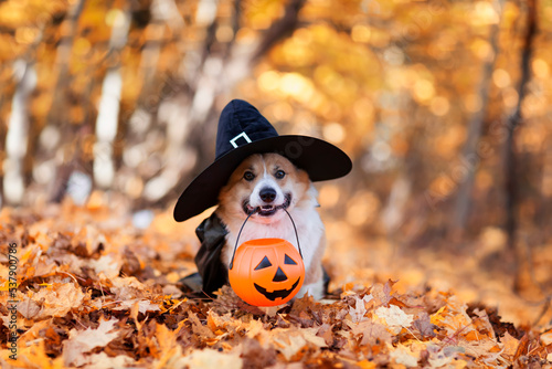 cute corgi dog in fancy black hat sitting in autumn park with pumpkin for halloween
