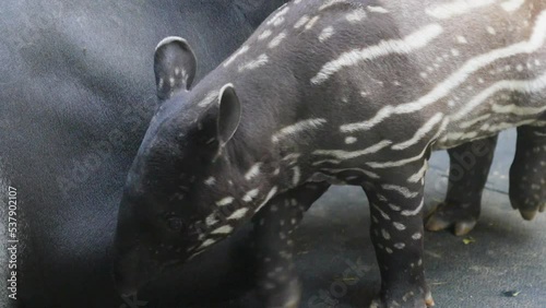 Close up of tapir baby and mother laying down the baby is suckling on the udder. photo