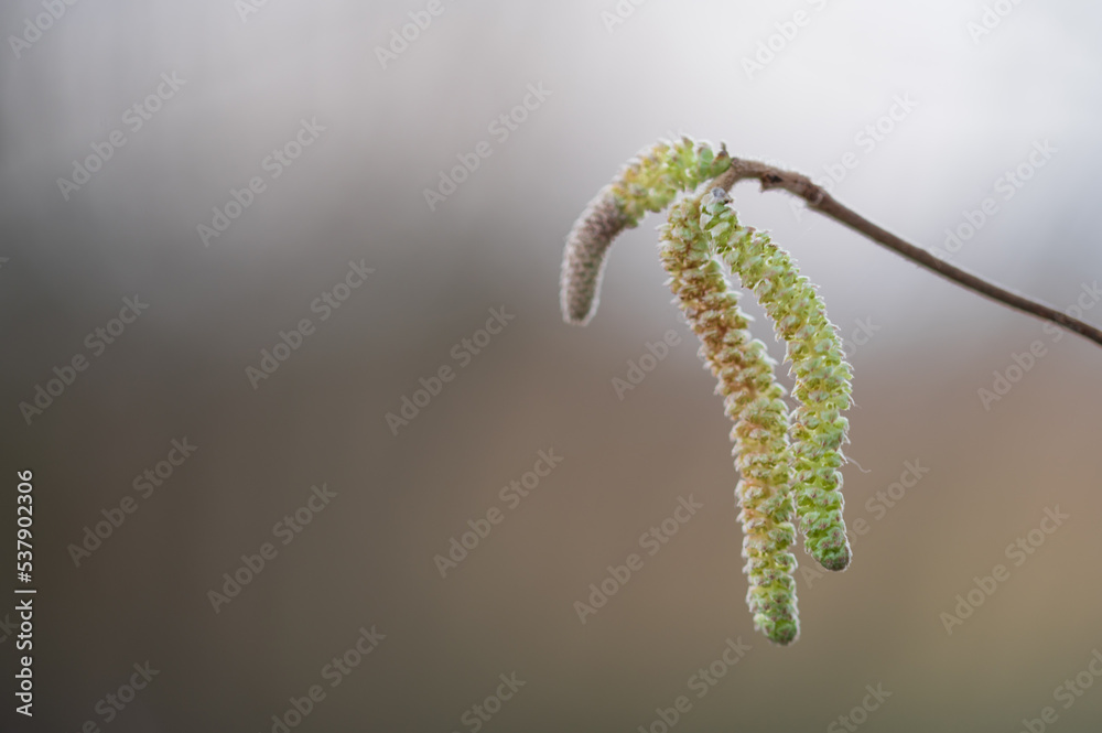 Fototapeta premium Pollen Zweig
