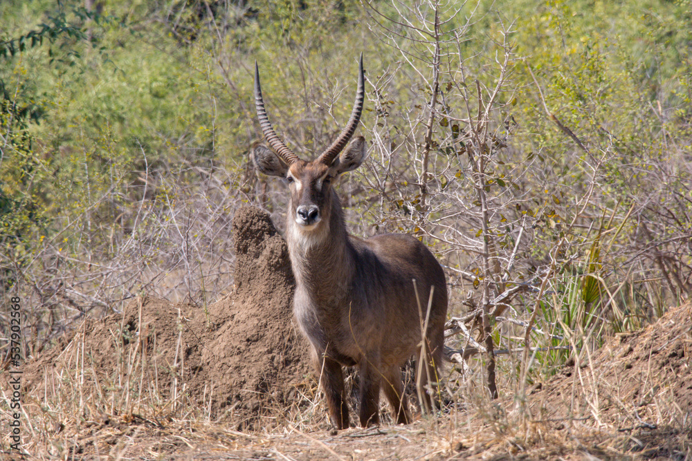 Waterbuck in Lower Zambezi National Park, Zambia Waterbuck in Lower Zambezi National Park, Zambia
