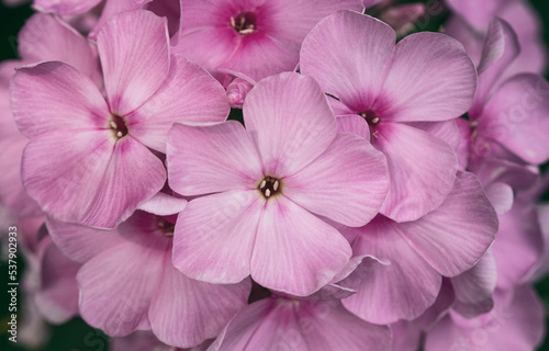 Pink Phlox paniculata 'Flamingo' flower macro