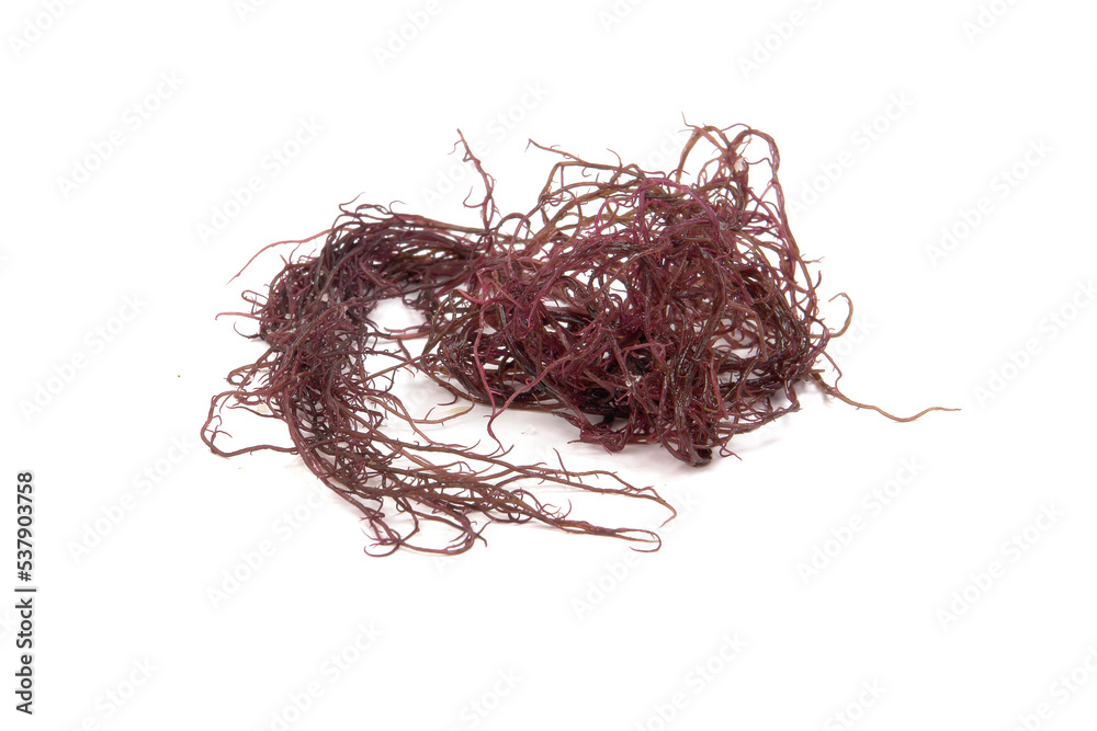 Fotografie Ogonori / Red algae / Gracilaria
