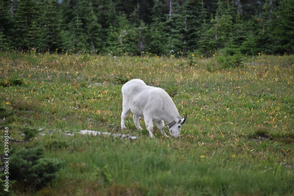 Obraz premium Nature