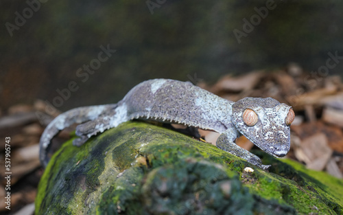 Satanic giant leaf-tailed gecko - Uroplatus fimbriatus - resting on moss covered rock, closeup detail photo