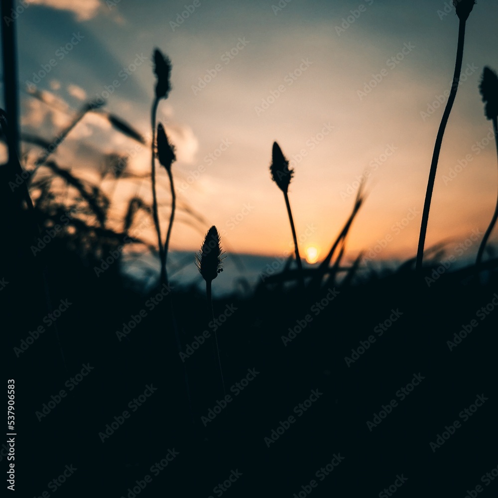 Obraz premium Sunset and plants