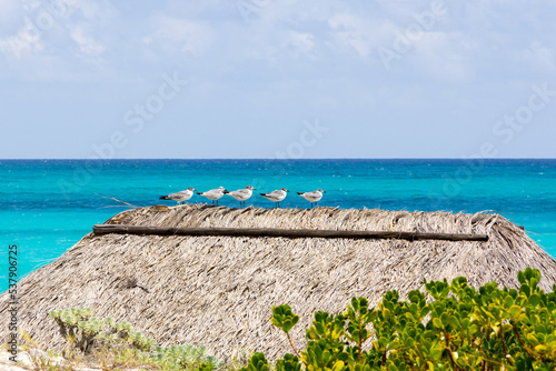 birds on the beach with sky