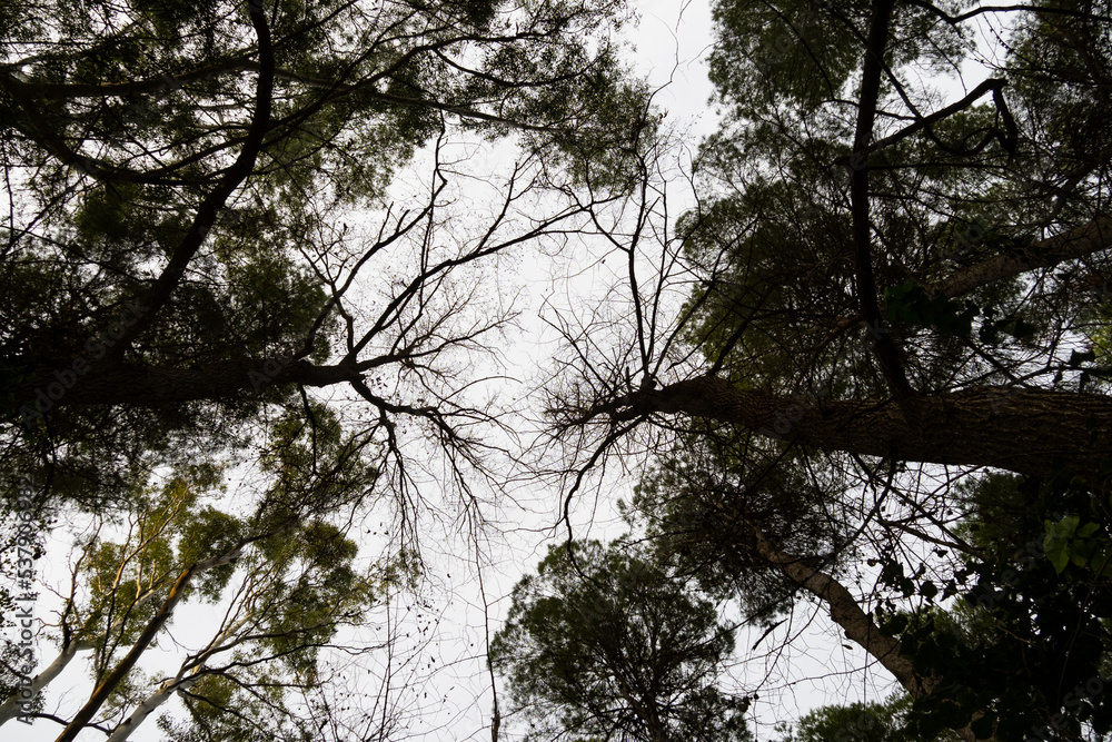Fototapeta premium Copas de arboles en otoño
