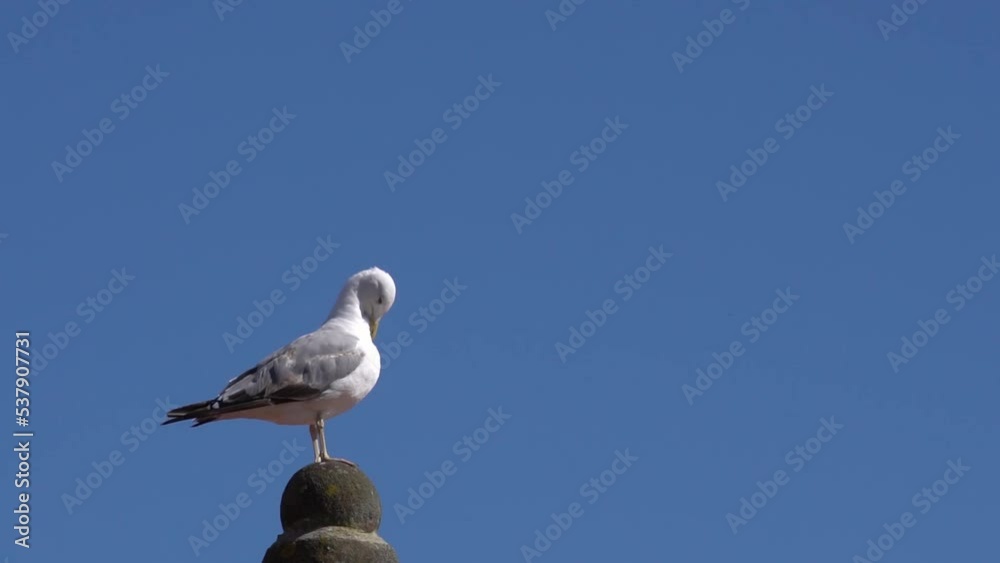 Gaviota descansando sobre un tejado en un día de verano a macara lenta Gaviota descansando sobre un tejado en un día de verano a macara lenta