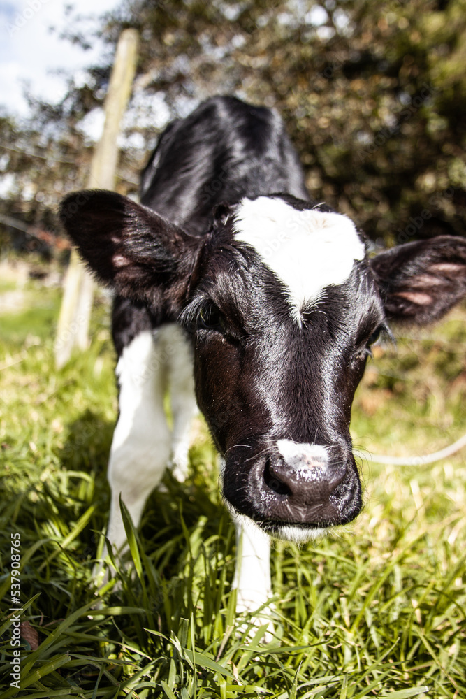 Joven vaca negra con mancha blanca de corazón en la frente acercándose hacia la cámara