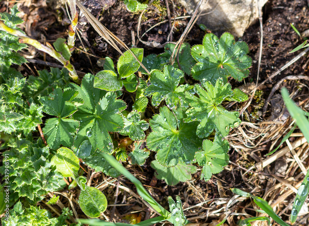 summer-spring mood, natural mountain park, flowering plants in the bosom of nature on a sunny day.* summer-spring mood, natural mountain park, flowering plants in the bosom of nature on a sunny day.*