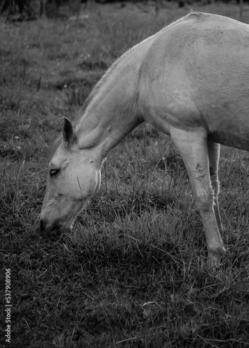 Caballo blanco comiendo pasto en la pradera, blanco y negro.
