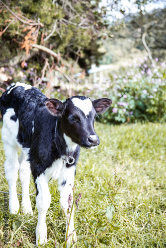 Joven vaca mirando hacia el infinito en entorno natural con pasto y flores
