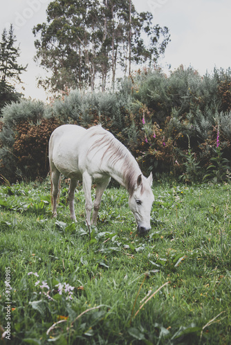 Caballo blanco comiendo pasto en la pradera con árboles de fondo