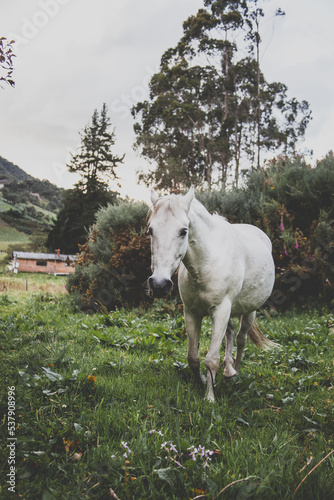 Caballo blanco acercándose, caminando en un entorno natural con pasto, árboles y una casa