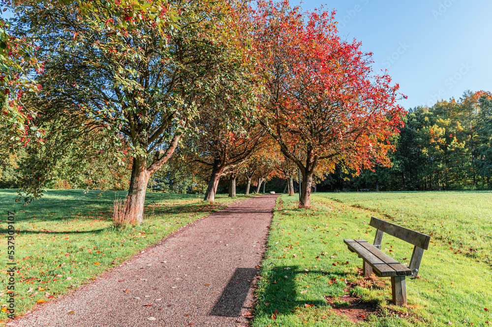 Fototapeta premium Beautiful autumn landscape. Path in the park with autumn trees on a sunny day.