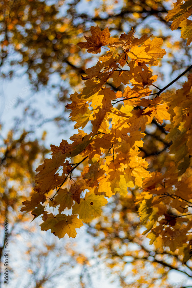 yellow maple tree in the forest yellow maple tree in the forest
