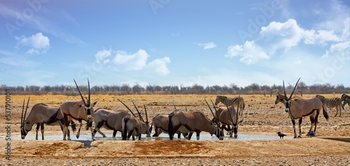 Panormic image of a large herd of Gemsbok Oryx at a waterhole with a large flock of birds in the background in-flight © paula